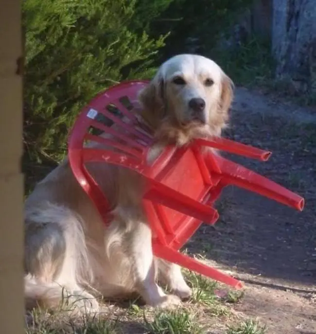 derp