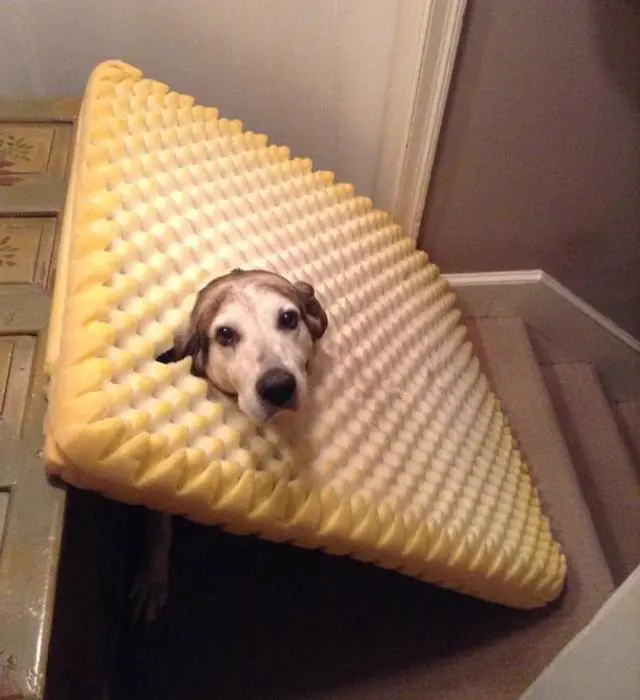Un poco Humor de perros, no solo los gatos son divertidos