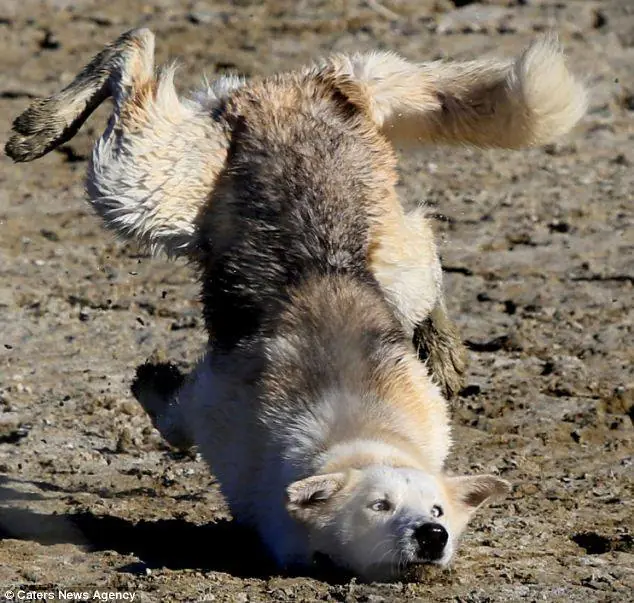 derp