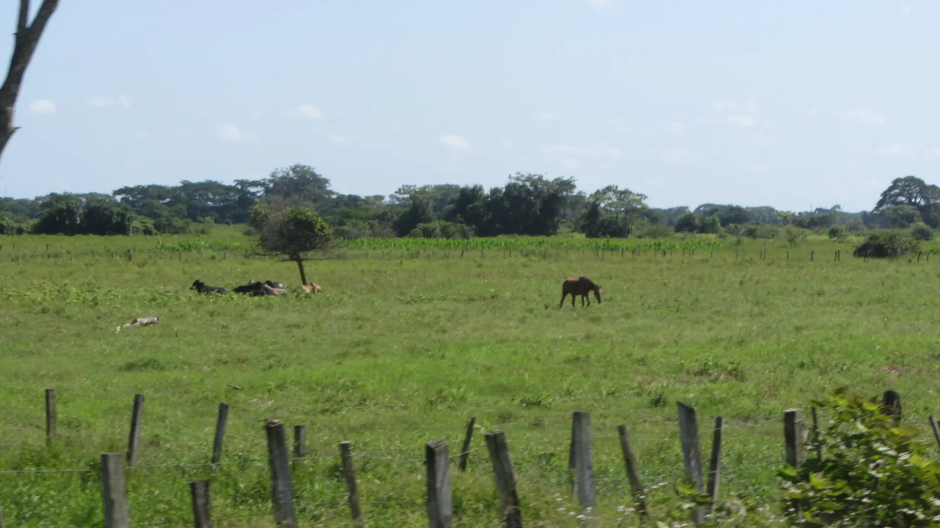 apure