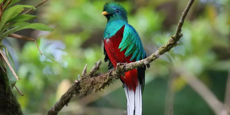 Mejores leyendas guatemaltecas