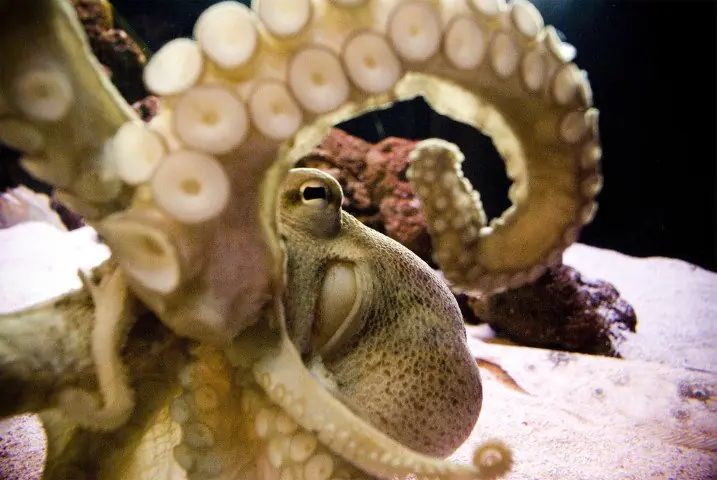 Los pulpos según su origen es alienígenas y son del espacio