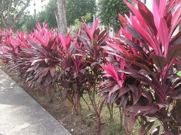 planta