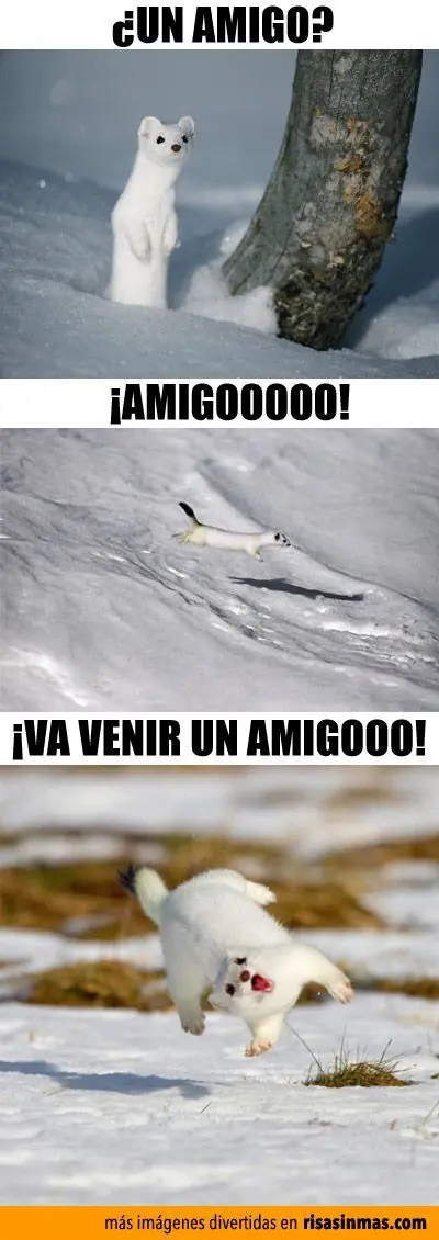 Riete