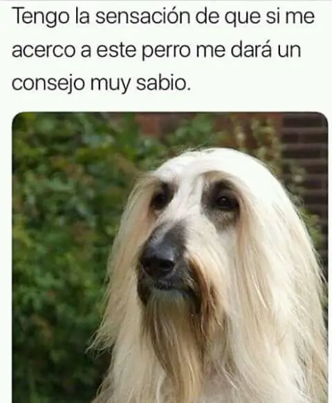 Humor nocturno espectacular para reir hasta que te duermas