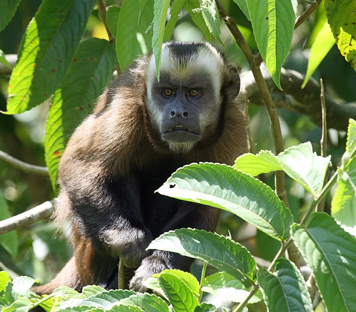 monos monos
