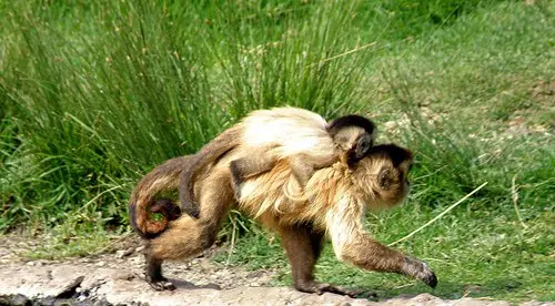 selva selva