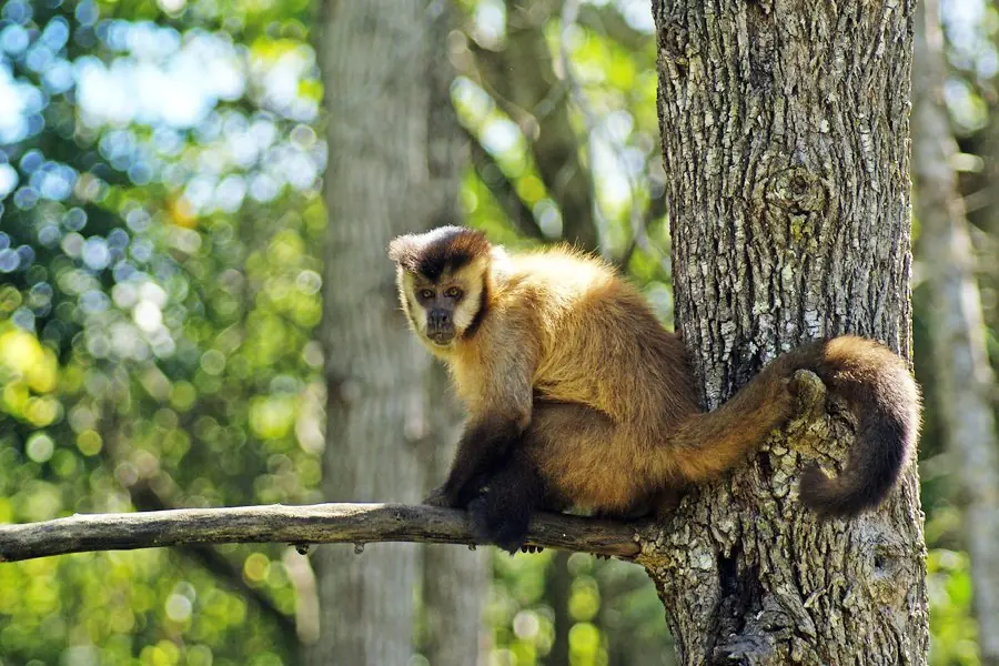 macacos macacos