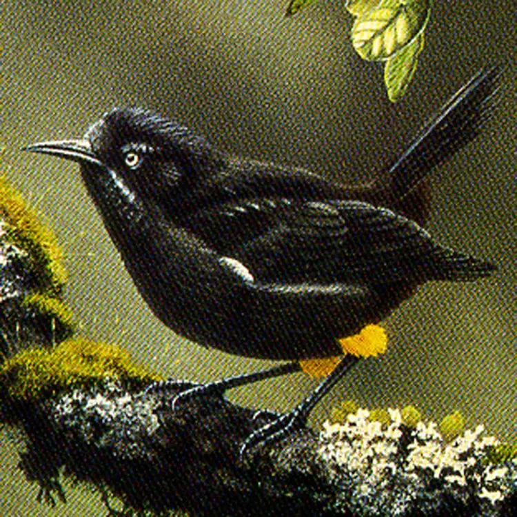 pajaro pajaro