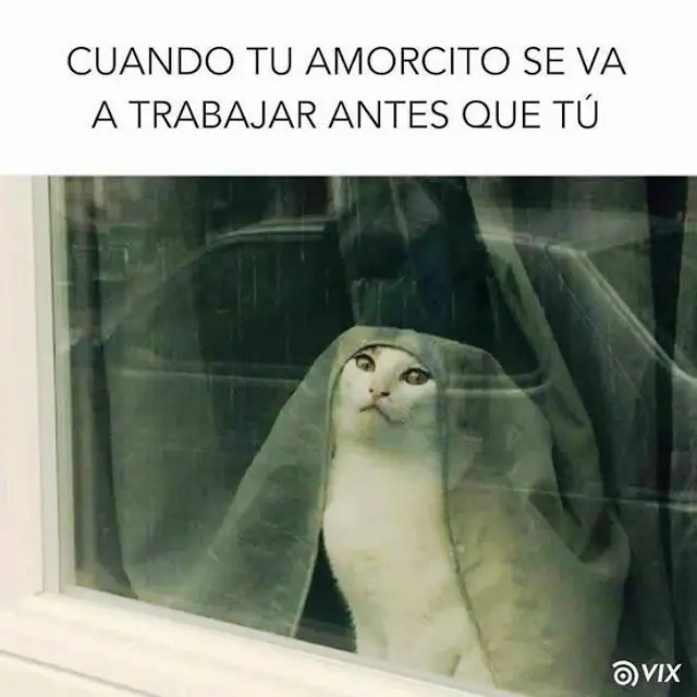 Humor googleado;Google te puede causar un infarto de la risa