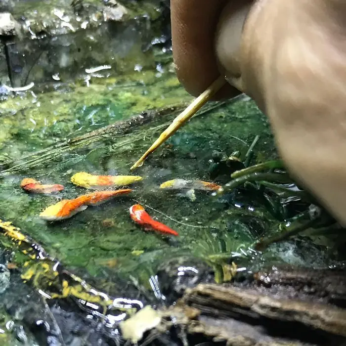 artista