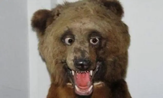 taxidermia
