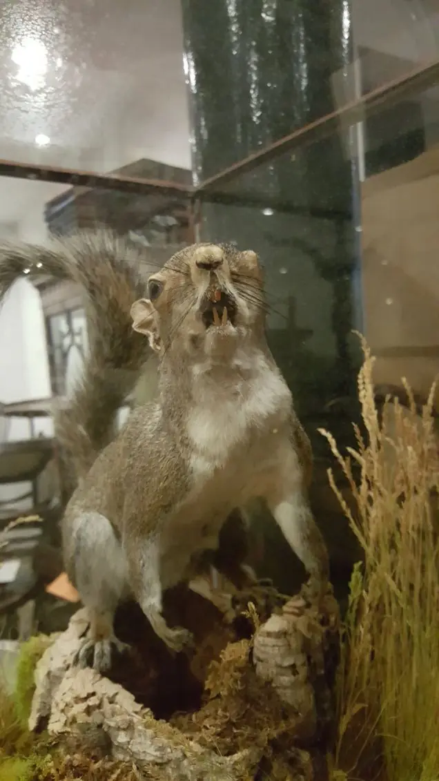 taxidermia