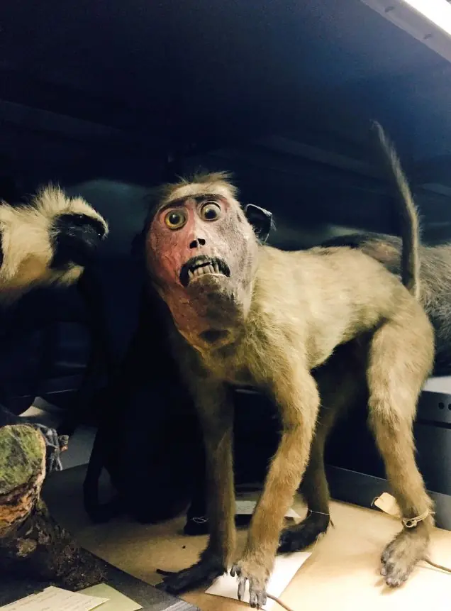 Las obras más returbias y perturbadoras de la taxidermia