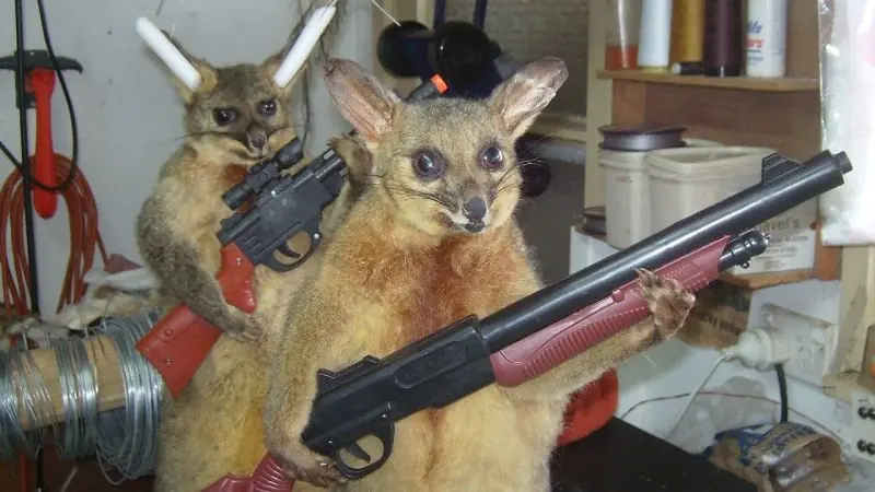 taxidermia taxidermia