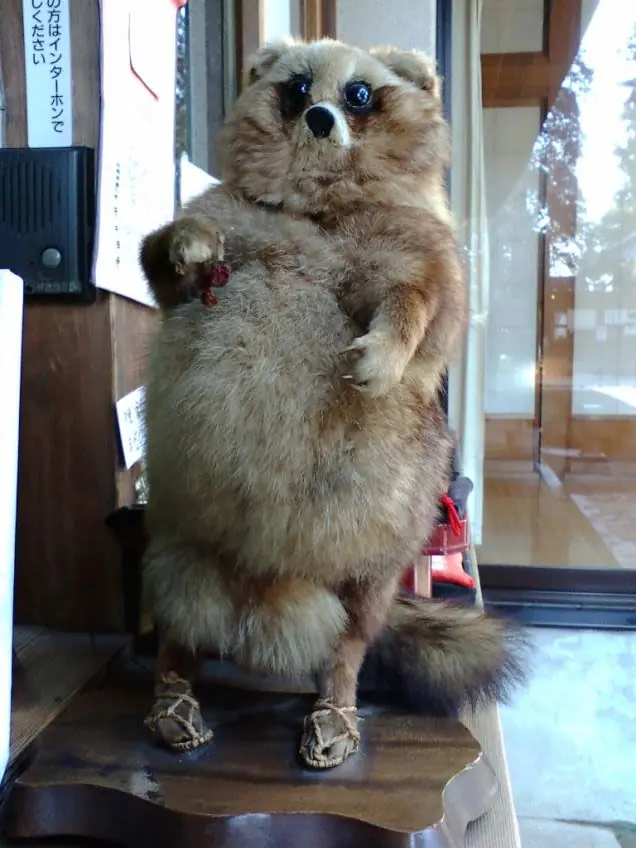 lince