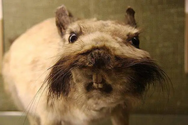 taxidermia