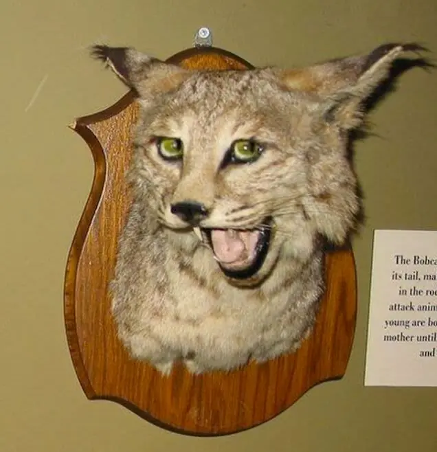 lince
