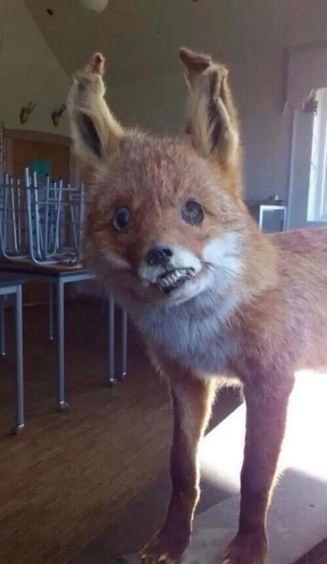 Las obras más returbias y perturbadoras de la taxidermia