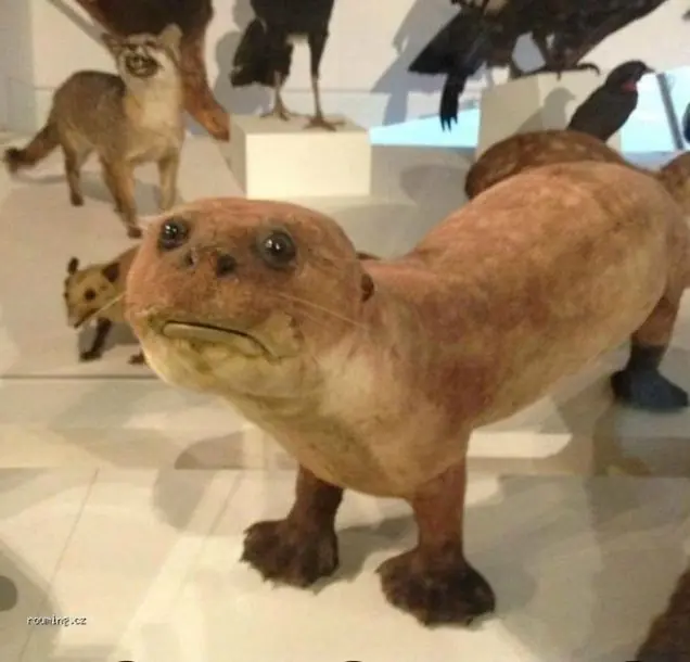 animales