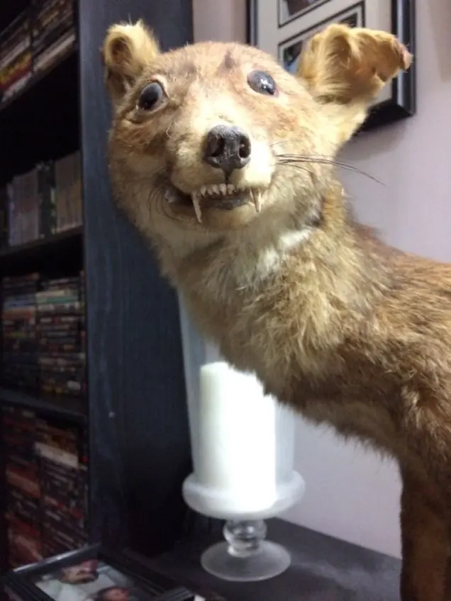 taxidermia taxidermia