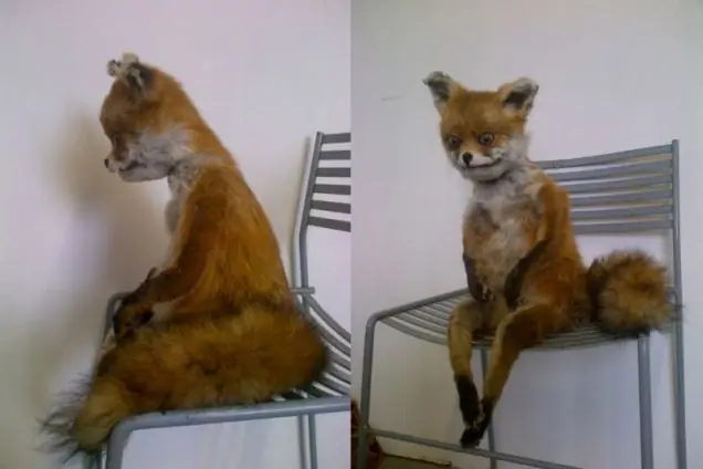 taxidermia