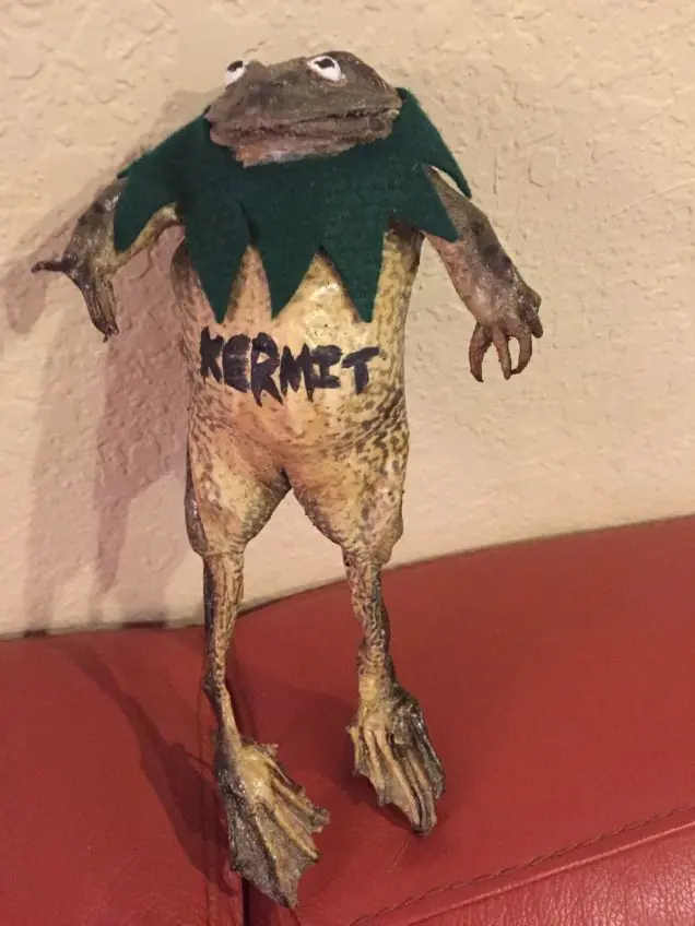 Las obras más returbias y perturbadoras de la taxidermia