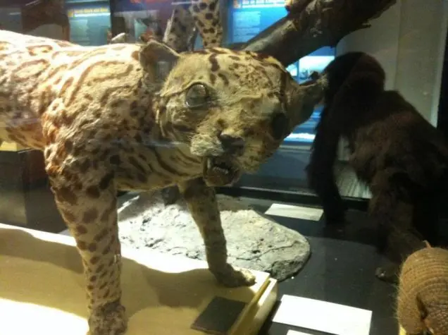 Las obras más returbias y perturbadoras de la taxidermia