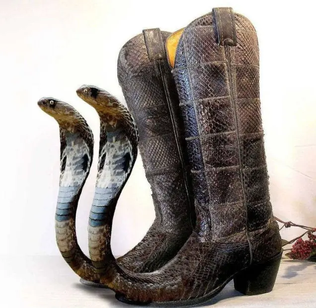 animales
