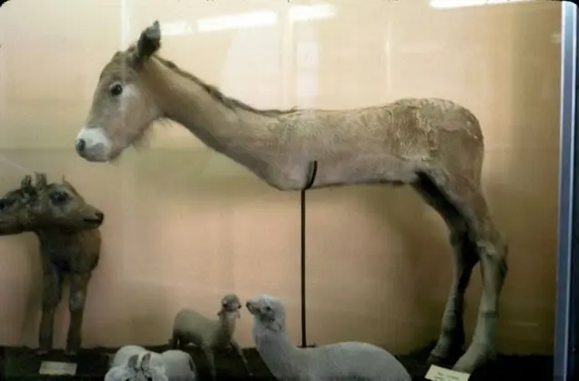 Las obras más returbias y perturbadoras de la taxidermia Las obras más returbias y perturbadoras de la taxidermia