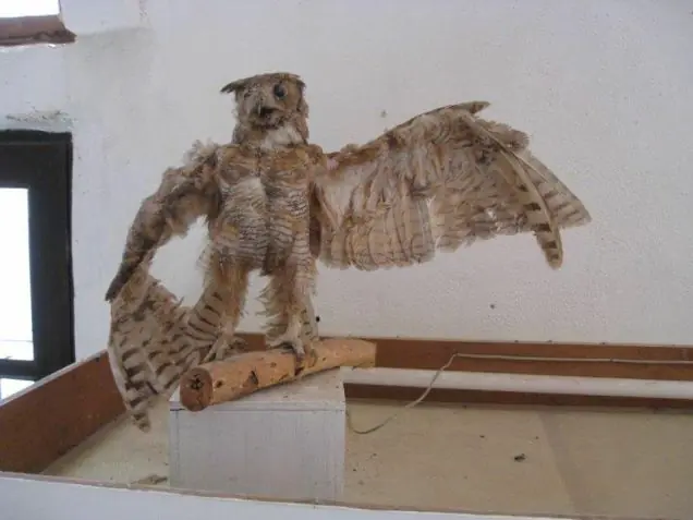 Las obras más returbias y perturbadoras de la taxidermia