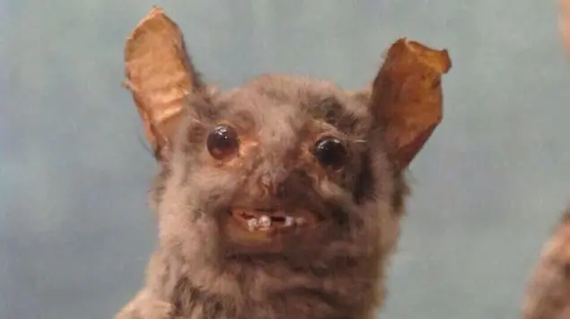taxidermia