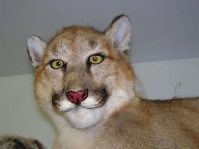 taxidermia