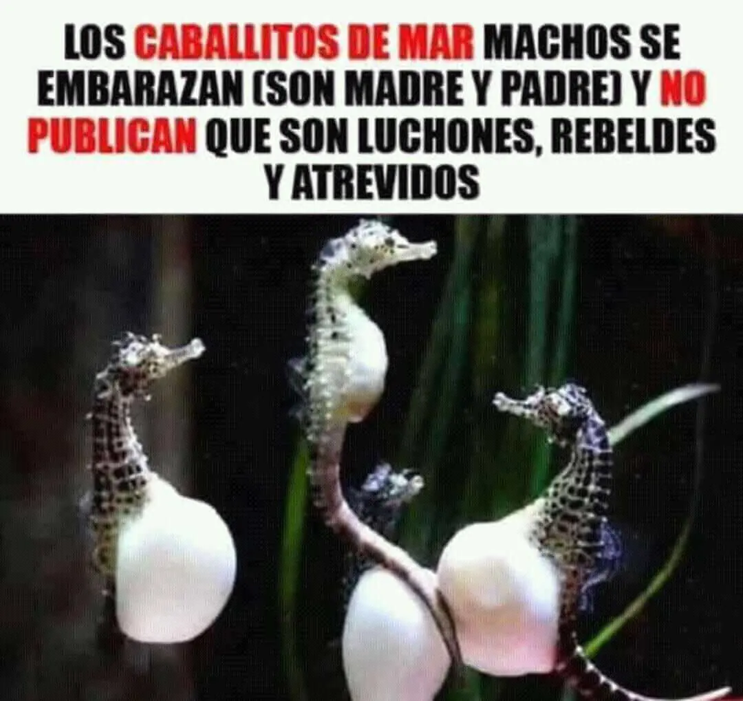 imagenes