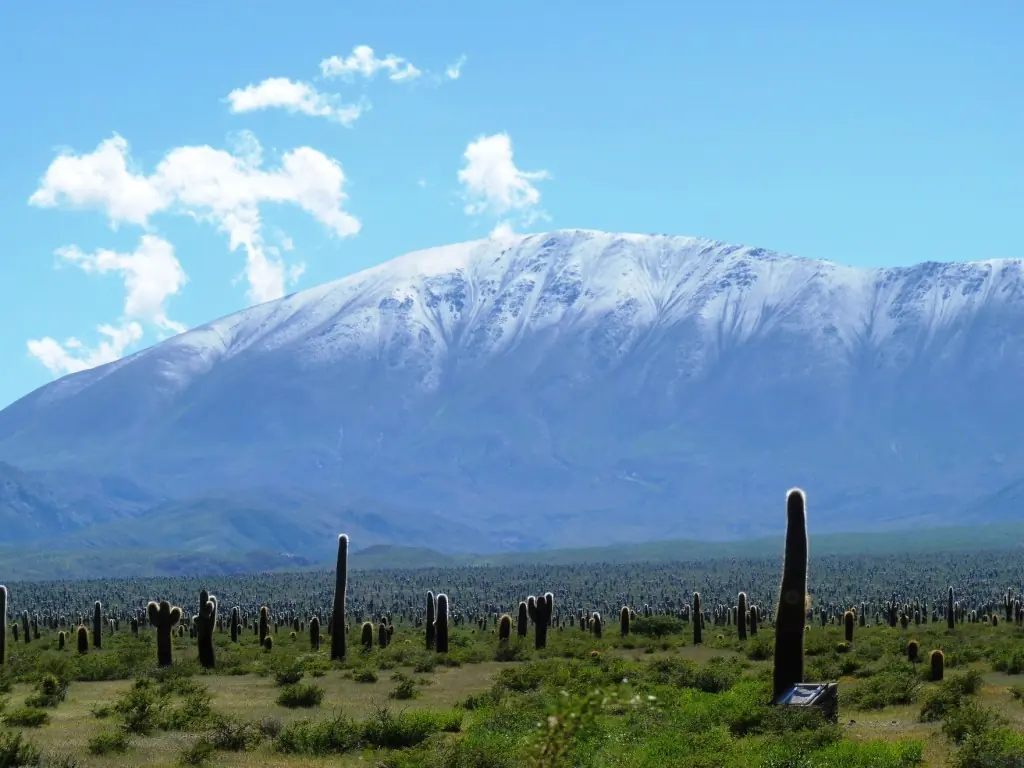 salta salta