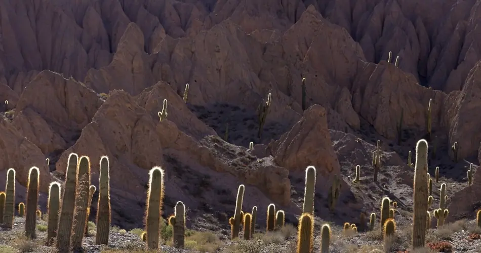 El Parque Nacional Los Cardones, una maravilla argentina