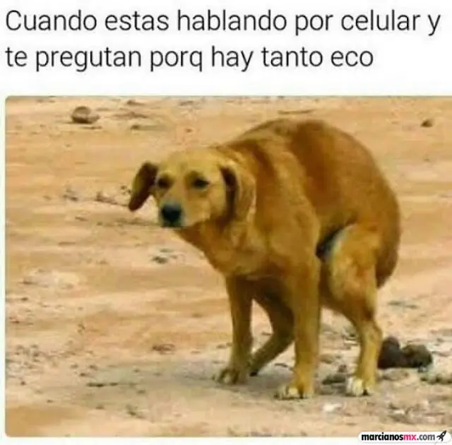 Humor