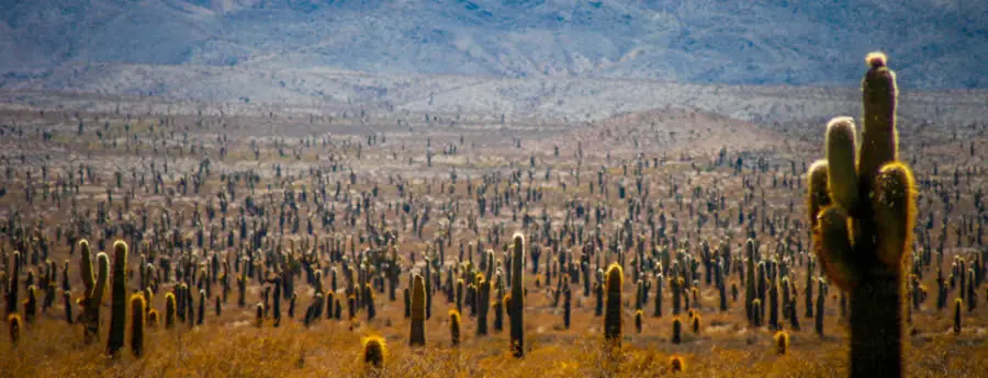 El Parque Nacional Los Cardones, una maravilla argentina