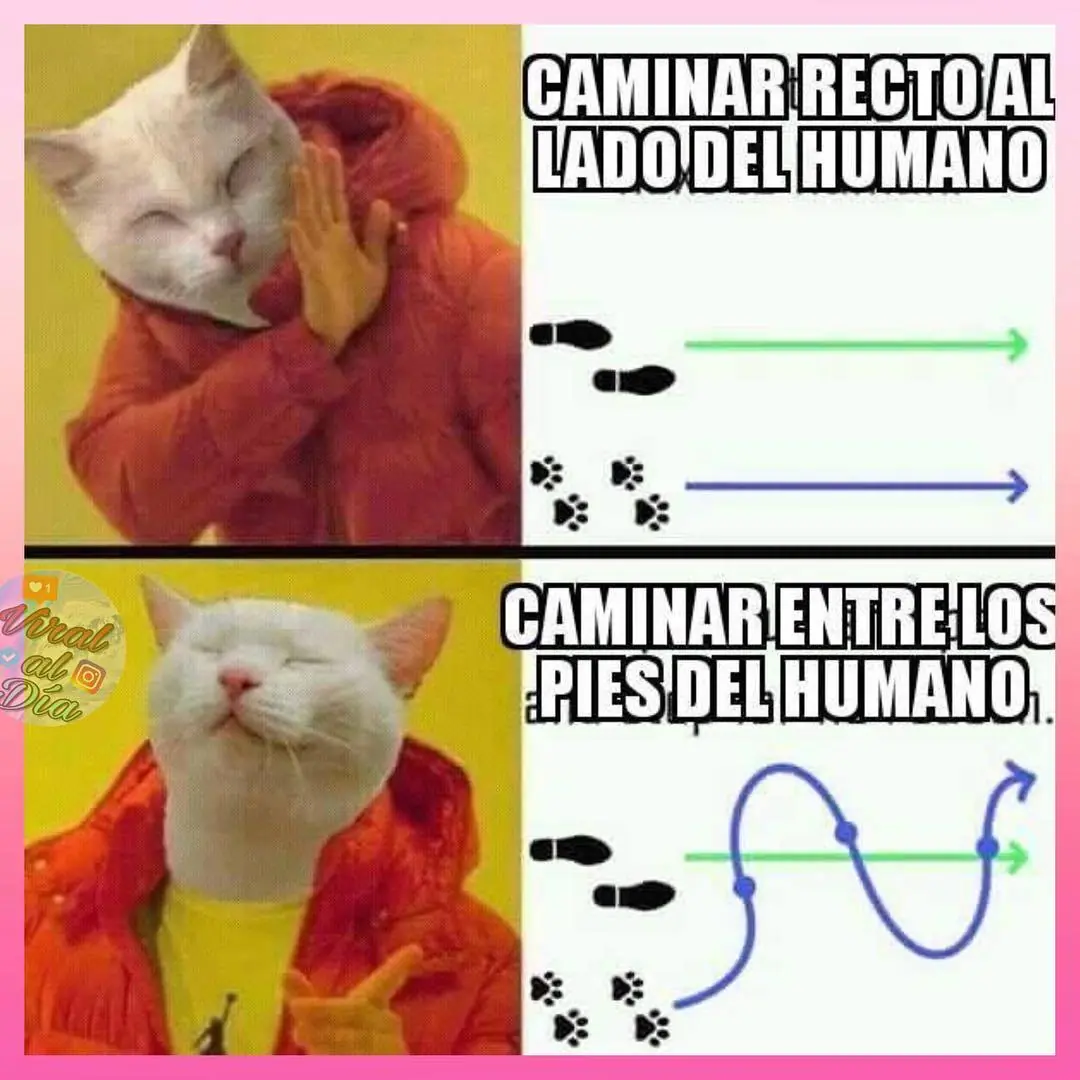 memes de la semana