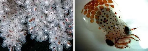 huevos congelados