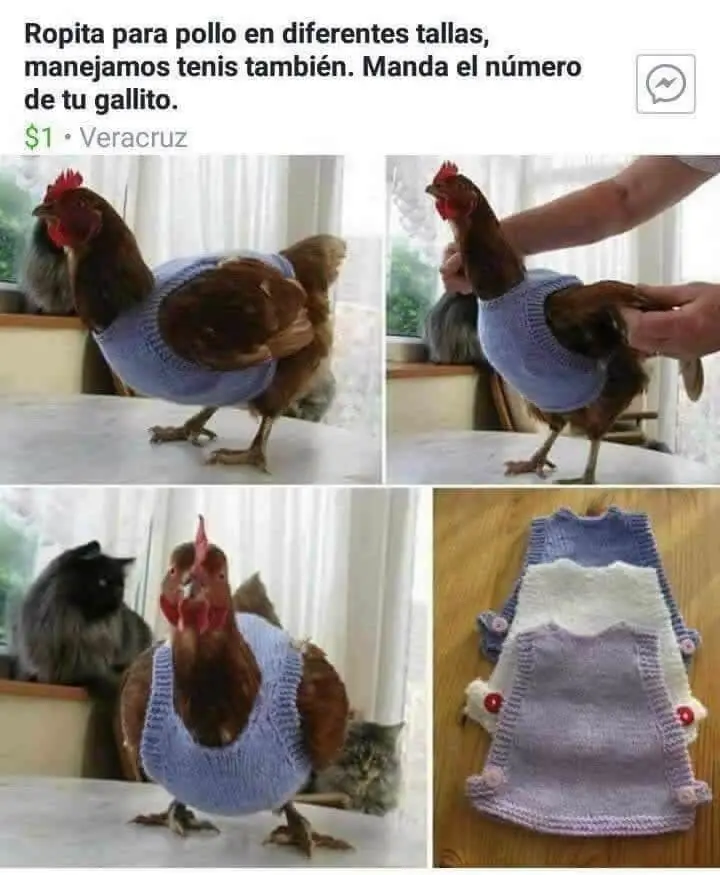 celoso
