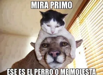Humor