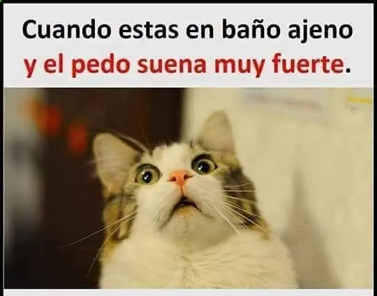 Humor