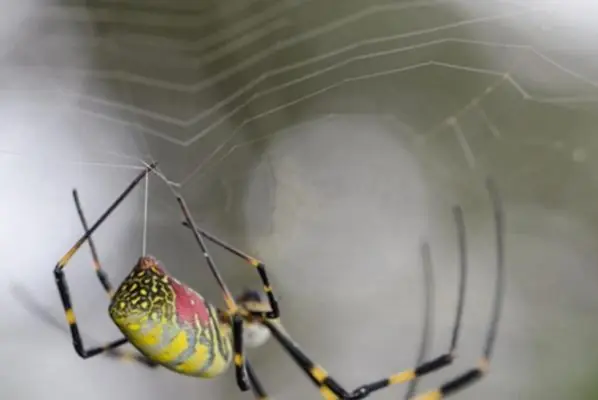 un mecanismo clave en la formación de seda de araña