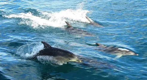 Top 10: cualidades que hacen increíbles a los delfines