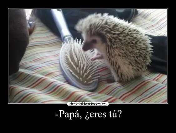 Humor cautivador para gozarte esta tarde especial y alegre