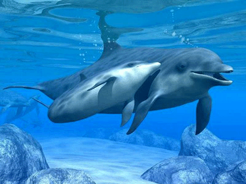 delfines