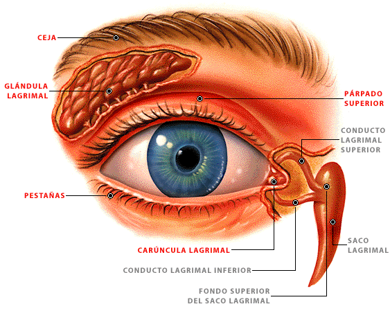ojos