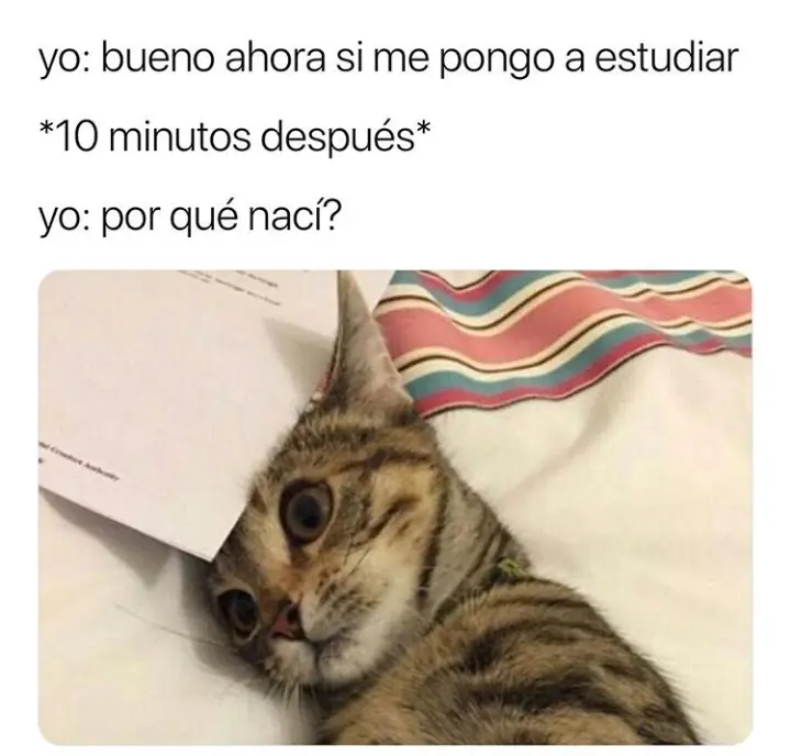 memes