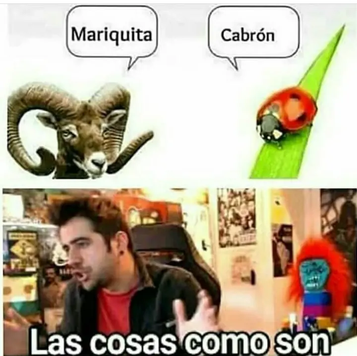 Memes para pasar la tarde/noche (4)